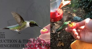 Handheld Mini Hummingbird Feeders