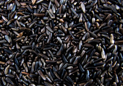 bird seed types for different bird species carebirds com bird seed types for different bird species carebirds com