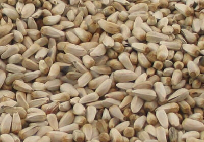 different types of bird seed different types of bird seed