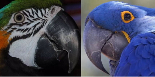 Beak peeling of parrot