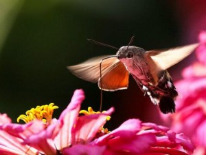 Hummingbird Hawk-moth-4