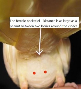 The female cockatiel - Distance is as large as a peanut between two bones around the cloaca