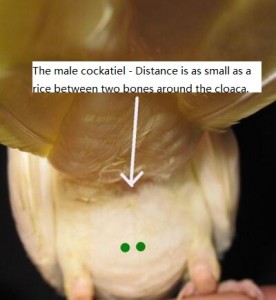 The male cockatiel - Distance is as small as a rice between two bones around the cloaca