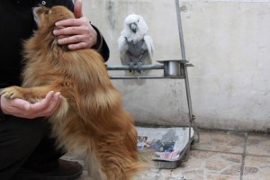 The parrot dislike the dog and the owner decide to buy another parrot to be its new companion