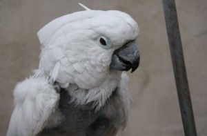 The parrot get depressed to bit off its feathers because his companion has gone