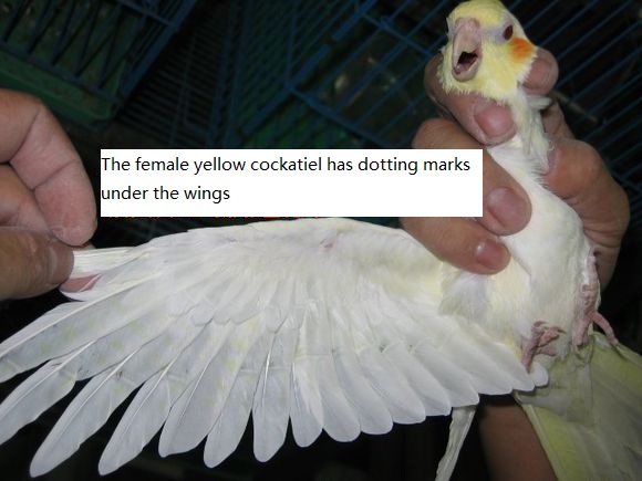 the female yellow cockatiel has dotting marks under the wings