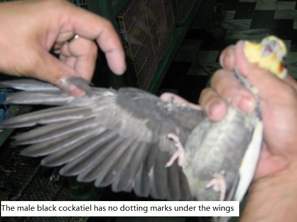 the male black cockatiel has no dotting marks under the wings
