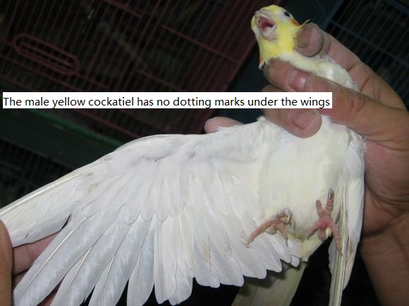 the male yellow cockatiel has no dotting marks under the wings