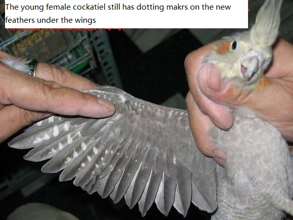 the young female cockatiel still has dotting makrs on the new feathers under the wings