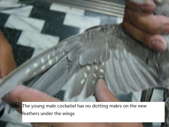 the young male cockatiel has no dotting makrs on the new feathers under the wings
