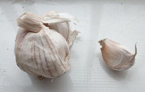 The garlic used to handle the bird who got a cold